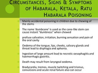 CIRCUMSTANCES, SIGNS & SYMPTOMS 
OF HABARALA, KETALA, RATU 
HABARALA POISONING 
 Mainly accidental poisoning in children due to chewing of the stems 
 The name ‘dumbcane’ is used as the cane-like stem can 
cause instant “dumbness” when chewed 
 profuse salivation, irritation, burning sensation and pain of the oral cavity 
 Oedema of the tongue, lips, cheeks, salivary glands and throat lead to disphagia and aphonia. 
 Ingestion of large amount lead to necrotic oesophagitis and haemorrhagic gastritis. 
 Death may result from laryngeal oedema. 
 Bradycardia, tremos, muscle twitching and trismus, convulsions and acute renal failure also can occur  