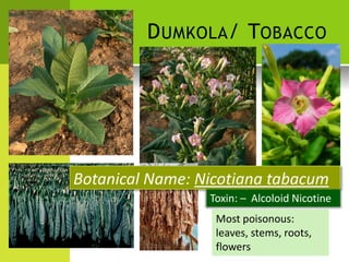 DUMKOLA/ TOBACCO 
Botanical Name: Nicotiana tabacum 
Toxin: – Alcoloid Nicotine 
Most poisonous: leaves, stems, roots, flowers  