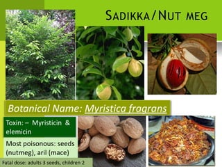 SADIKKA/NUT MEG 
Botanical Name: Myristica fragrans 
Toxin: – Myristicin & 
elemicin 
Most poisonous: seeds 
(nutmeg), aril (mace) 
Fatal dose: adults 3 seeds, children 2  