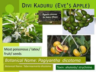 DIVI KADURU (EVE’S APPLE) 
Most poisonous / latex/ 
fruit/ seeds 
Botanical Name: Pagiyantha dicotoma 
Botanical Name: Tabernaemanta dicotoma 
Toxin: alkaloids/ strychnine  