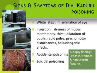 g: Children 
SIGNS & SYMPTOMS OF DIVI KADURU 
POISONING 
 White latex : inflammation of eye 
 Ingestion : dryness of mucus membranes, thirst, dilataiton of pupils, rapid pulse, psychomotor disturbances, hallucinogenic effects. 
 Accidental poisonin 
 Suicidal poisoning 
Autopsy findings 
Seeds in stomach 
& non specific 
features  