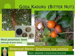 GODA KADURU (BITTER NUT) 
Most poisonous: Seed 
(although all parts toxics) 
Fatal dose: 1-2 seeds 
Botanical Name: Strychnos nux vomica 
Toxin: alkaloids ( strychnine/ brucine)  
