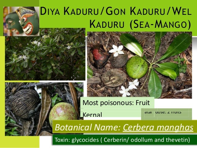 Poison plants - forensic medicine and toxicology