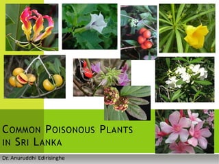 COMMON POISONOUS PLANTS
IN SRI LANKA
 