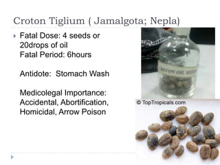 Croton Tiglium ( Jamalgota; Nepla)
 Fatal Dose: 4 seeds or
20drops of oil
Fatal Period: 6hours
Antidote: Stomach Wash
Medicolegal Importance:
Accidental, Abortification,
Homicidal, Arrow Poison
 