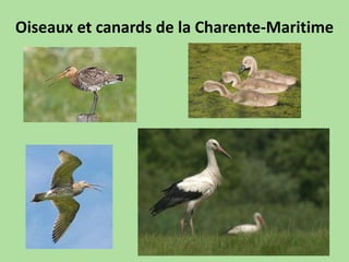 Oiseaux et canards de la Charente-Maritime
 