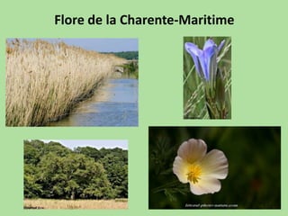 Flore de la Charente-Maritime
 