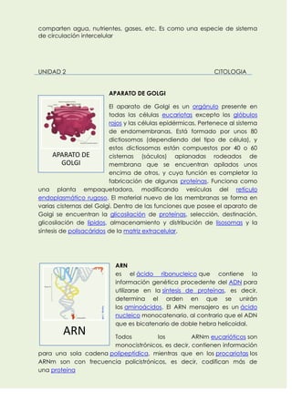 comparten agua, nutrientes, gases, etc. Es como una especie de sistema
de circulación intercelular

UNIDAD 2

CITOLOGIA
APARATO DE GOLGI

El aparato de Golgi es un orgánulo presente en
todas las células eucariotas excepto los glóbulos
rojos y las células epidérmicas. Pertenece al sistema
de endomembranas. Está formado por unos 80
dictiosomas (dependiendo del tipo de célula), y
estos dictiosomas están compuestos por 40 o 60
APARATO DE
cisternas (sáculos) aplanadas rodeados de
GOLGI
membrana que se encuentran apilados unos
encima de otros, y cuya función es completar la
fabricación de algunas proteínas. Funciona como
una planta empaquetadora, modificando vesículas del retículo
endoplasmático rugoso. El material nuevo de las membranas se forma en
varias cisternas del Golgi. Dentro de las funciones que posee el aparato de
Golgi se encuentran la glicosilación de proteínas, selección, destinación,
glicosilación de lípidos, almacenamiento y distribución de lisosomas y la
síntesis de polisacáridos de la matriz extracelular.

ARN

ARN
es el ácido ribonucleico que contiene la
información genética procedente del ADN para
utilizarse en la síntesis de proteínas, es decir,
determina el orden en que se unirán
los aminoácidos. El ARN mensajero es un ácido
nucleico monocatenario, al contrario que el ADN
que es bicatenario de doble hebra helicoidal.

Todos
los
ARNm eucarióticos son
monocistrónicos, es decir, contienen información
para una sola cadena polipeptídica, mientras que en los procariotas los
ARNm son con frecuencia policistrónicos, es decir, codifican más de
una proteína

 