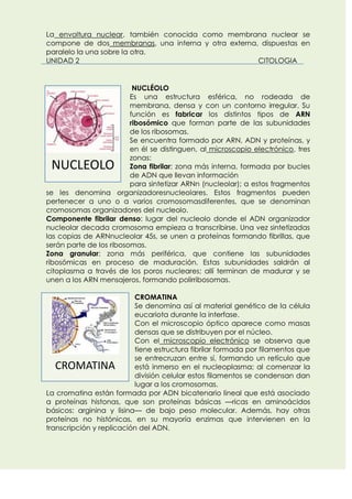 La envoltura nuclear, también conocida como membrana nuclear se
compone de dos membranas, una interna y otra externa, dispuestas en
paralelo la una sobre la otra.
UNIDAD 2
CITOLOGIA

NUCLÉOLO
Es una estructura esférica, no rodeada de
membrana, densa y con un contorno irregular. Su
función es fabricar los distintos tipos de ARN
ribosómico que forman parte de las subunidades
de los ribosomas.
Se encuentra formado por ARN, ADN y proteínas, y
en él se distinguen, al microscopio electrónico, tres
zonas:
Zona fibrilar: zona más interna, formada por bucles
de ADN que llevan información
para sintetizar ARNn (nucleolar); a estos fragmentos
se les denomina organizadoresnucleolares. Estos fragmentos pueden
pertenecer a uno o a varios cromosomasdiferentes, que se denominan
cromosomas organizadores del nucleolo.
Componente fibrilar denso: lugar del nucleolo donde el ADN organizador
nucleolar decada cromosoma empieza a transcribirse. Una vez sintetizadas
las copias de ARNnucleolar 45s, se unen a proteínas formando fibrillas, que
serán parte de los ribosomas.
Zona granular: zona más periférica, que contiene las subunidades
ribosómicas en proceso de maduración. Estas subunidades saldrán al
citoplasma a través de los poros nucleares; allí terminan de madurar y se
unen a los ARN mensajeros, formando polirribosomas.

NUCLEOLO

CROMATINA
Se denomina así al material genético de la célula
eucariota durante la interfase.
Con el microscopio óptico aparece como masas
densas que se distribuyen por el núcleo.
Con el microscopio electrónico se observa que
tiene estructura fibrilar formada por filamentos que
se entrecruzan entre sí, formando un retículo que
está inmerso en el nucleoplasma; al comenzar la
división celular estos filamentos se condensan dan
lugar a los cromosomas.
La cromatina están formada por ADN bicatenario lineal que está asociado
a proteínas histonas, que son proteínas básicas —ricas en aminoácidos
básicos: arginina y lisina— de bajo peso molecular. Además, hay otras
proteínas no histónicas, en su mayoría enzimas que intervienen en la
transcripción y replicación del ADN.

CROMATINA

 