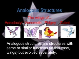 Analogous Structures The wings of…   Aerodactyl Venomoth  Pidgey  Zubat Analogous structures are structures with same or similar functions (in this case, wings) but evolved separately.   
