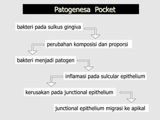 Patogenesa Pocket
bakteri pada sulkus gingiva
perubahan komposisi dan proporsi
bakteri menjadi patogen
inflamasi pada sulcular epithelium
kerusakan pada junctional epithelium
junctional epithelium migrasi ke apikal
 