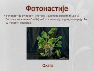 Фотонастије 
• Фотонастије су покети листова и цветова многих биљака. 
Листови киселице (Oxalis) ноћу се склапају, а дању отварају. То 
су покрети спавања. 
Oxalis 
 