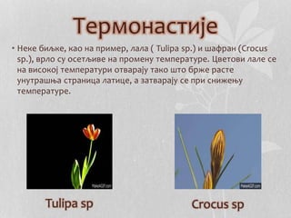 Термонастије 
• Неке биљке, као на пример, лала ( Tulipa sp.) и шафран (Crocus 
sp.), врло су осетљиве на промену температуре. Цветови лале се 
на високој температури отварају тако што брже расте 
унутрашња страница латице, а затварају се при снижењу 
температуре. 
Tulipa sp Crocus sp 
 