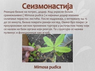 Сеизмонастија 
Реакциа биљке на потрес, додир. Код украсне биљке 
срамежљивке ( Mimosa pudica ) и најмањи додир изазива 
склапање перастих листића. После надражаја, у интервалу од 15 
до 20 минута, биљка поврати ранији изглед. Овако брз покрет је 
проузрокован наглом променом тургора у јастучастом ткиву које 
се налази на бази органа који реагује. Та структура се назива 
пулвинус и функционише као зглоб. 
Mimosa pudica 
 