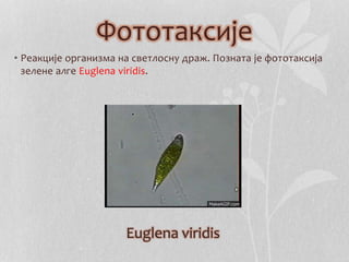 Фототаксије 
• Реакције организма на светлосну драж. Позната је фототаксија 
зелене алге Euglena viridis. 
Euglena viridis 
 