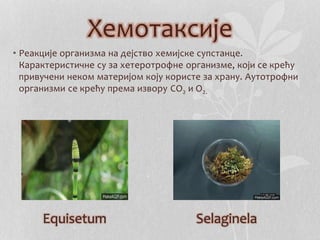 Хемотаксије 
• Реакције организма на дејство хемијске супстанце. 
Карактеристичне су за хетеротрофне организме, који се крећу 
привучени неком материјом коју користе за храну. Аутотрофни 
организми се крећу према извору CO2 и О2. 
Equisetum Selaginela 
 
