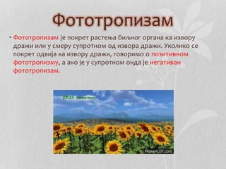 Фототропизам 
• Фототропизам је покрет растења биљног органа ка извору 
дражи или у смеру супротном од извора дражи. Уколико се 
покрет одвија ка извору дражи, говоримо о позитивном 
фототропизму, а ако је у супротном онда је негативан 
фототропизам. 
 