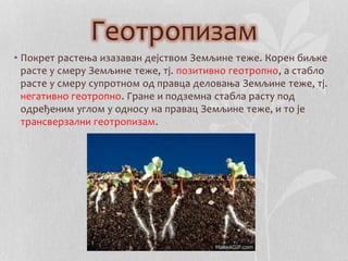 Геотропизам 
• Покрет растења изазаван дејством Земљине теже. Корен биљке 
расте у смеру Земљине теже, тј. позитивно геотропно, а стабло 
расте у смеру супротном од правца деловања Земљине теже, тј. 
негативно геотропно. Гране и подземна стабла расту под 
одређеним углом у односу на правац Земљине теже, и то је 
трансверзални геотропизам. 
 
