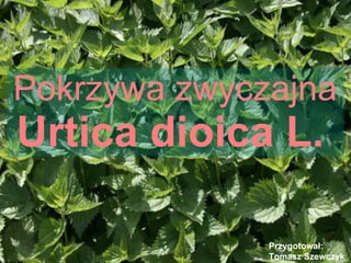 Pokrzywa zwyczajna Urtica dioica L.   Przygotował: Tomasz Szewczyk 