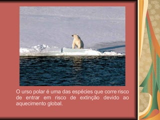 O urso polar é uma das espécies que corre risco de entrar em risco de extinção devido ao aquecimento global. 
