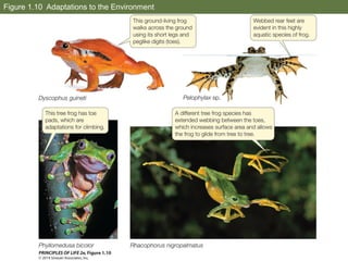 Pure Point Adaptations Po l2e ch01 lecture principles of life edited sphs | PPT