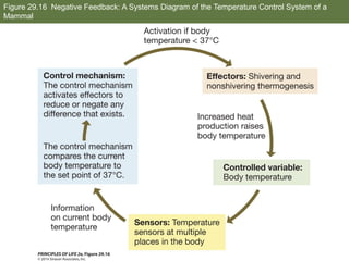 Po l2e ch29.6 lecture fundamentals of animal function homeostasis and ...