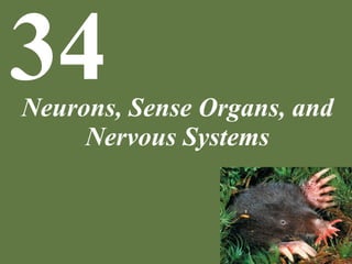 Neurons, Sense Organs, and
Nervous Systems
34
 