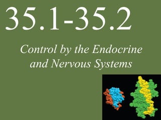 Control by the Endocrine
and Nervous Systems
35.1-35.2
 