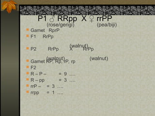 P1 ♂ RRpp X ♀ rrPP
 Gamet RprP
 F1 RrPp
 P2 RrPp X RrPp
 Gamet RP, Rp, rP, rp
 F2
 R – P – = 9 ….
 R – pp = 3 ….
 rrP – = 3 ….
 rrpp = 1 ….
(rose/gerigi) (pea/biji)
(walnut)
(walnut) (walnut)
 