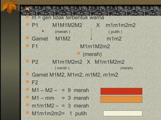  M = gen untuk warna bunga merah
 m = gen tidak terbentuk warna
 P1 M1M1M2M2 X m1m1m2m2
 (merah ) ( putih )
 Gamet M1M2 m1m2
 F1 M1m1M2m2
 (merah)
 P2 M1m1M2m2 X M1m1M2m2
( merah ) (merah)
 Gamet M1M2, M1m2, m1M2, m1m2
 F2
 M1 – M2 – = 9 merah
 M1 – mm = 3 merah
 m1m1M2 – = 3 merah
 M1m1m2m2= 1 putih
 