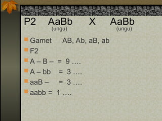 P2 AaBb X AaBb
 Gamet AB, Ab, aB, ab
 F2
 A – B – = 9 ….
 A – bb = 3 ….
 aaB – = 3 ….
 aabb = 1 ….
(ungu) (ungu)
 