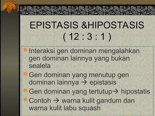 EPISTASIS &HIPOSTASIS
( 12 : 3 : 1 )
 Interaksi gen dominan mengalahkan
gen dominan lainnya yang bukan
sealela
 Gen dominan yang menutup gen
dominan lainnya  epistasis
 Gen dominan yang tertutup hipostatis
 Contoh  warna kulit gandum dan
warna kulit labu squash
 