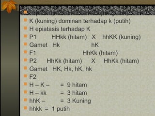  H (hitam) dominan terhadap h (putih)
 K (kuning) dominan terhadap k (putih)
 H epiatasis terhadap K
 P1 HHkk (hitam) X hhKK (kuning)
 Gamet Hk hK
 F1 HhKk (hitam)
 P2 HhKk (hitam) X HhKk (hitam)
 Gamet HK, Hk, hK, hk
 F2
 H – K – = 9 hitam
 H – kk = 3 hitam
 hhK – = 3 Kuning
 hhkk = 1 putih
 