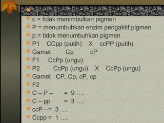  C = menyebabkan timbul pigmen
 c = tidak menimbulkan pigmen
 P = menumbuhkan enzim pengaktif pigmen
 p = tidak menumbuhkan pigmen
 P1 CCpp (putih) X ccPP (putih)
 Gamet Cp cP
 F1 CcPp (ungu)
 P2 CcPp (ungu) X CcPp (ungu)
 Gamet CP, Cp, cP, cp
 F2
 C – P – = 9 ….
 C – pp = 3 ….
 ccP –= 3 ….
 Ccpp = 1 ….
 