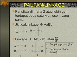 PAUTAN/LINKAGE
 Peristiwa di mana 2 atau lebih gen
terdapat pada satu kromosom yang
sama
 Jk tidak linkage  AaBb
 Linkage  (AB) (ab) atau —
AB
ab
A a
B b
A
B
a
b
A
b
a
B
1 2
1. Coupling phase (Sis)
2. Repulsion phase
(trans)
 
