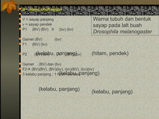  B = warna tubuh kelabu
 b = warna tubuh hitam
 V = sayap panjang
 v = sayap pendek
 P1 (BV) (BV) X (bv) (bv)
 Gamet (BV) (bv)
 F1 (BV) (bv)
 P2 (BV) (bv) X (BV) (bv)
 Gamet (BV) dan (bv)
 F2 (BV)(BV), (BV)(bv), (bv)(BV), (bv)(bv)
 3 kelabu panjang : 1 hitam pendek
(kelabu, panjang) (hitam, pendek)
(kelabu, panjang)
(kelabu, panjang) (kelabu, panjang)
Warna tubuh dan bentuk
sayap pada lalt buah
Drosophila melanogaster
 