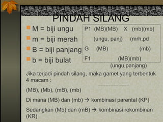 PINDAH SILANG
 M = biji ungu
 m = biji merah
 B = biji panjang
 b = biji bulat
P1 (MB)(MB) X (mb)(mb)
(ungu, panj) (mrh,pd
G (MB) (mb)
F1 (MB)(mb)
Jika terjadi pindah silang, maka gamet yang terbentuk
4 macam :
(MB), (Mb), (mB), (mb)
Di mana (MB) dan (mb)  kombinasi parental (KP)
Sedangkan (Mb) dan (mB)  kombinasi rekombinan
(KR)
(ungu,panjang)
 