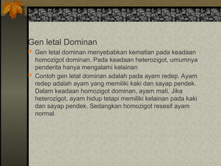 Gen letal Dominan
 Gen letal dominan menyebabkan kematian pada keadaan
homozigot dominan. Pada keadaan heterozigot, umumnya
penderita hanya mengalami kelainan
 Contoh gen letal dominan adalah pada ayam redep. Ayam
redep adalah ayam yang memiliki kaki dan sayap pendek.
Dalam keadaan homozigot dominan, ayam mati. Jika
heterozigot, ayam hidup tetapi memiliki kelainan pada kaki
dan sayap pendek. Sedangkan homozigot resesif ayam
normal
 