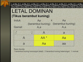LETAL DOMINAN
(Tikus berambut kuning)
Rasio fenotip
1 berambut kuning homozigot (letal) : 2 berambut kuning heterozigot : 1 normal
♂ ♀ A a
A AA * Aa
a Aa aa
Induk
Gamet
Aa
(berambut kuning)
A,a
Aa
(berambut kuning)
A,a
x
 