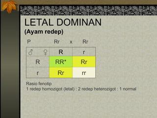 LETAL DOMINAN
(Ayam redep)
♂ ♀ R r
R RR* Rr
r Rr rr
Rasio fenotip
1 redep homozigot (letal) : 2 redep heterozigot : 1 normal
P Rr x Rr
 