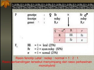 Rasio fenotip Letal : redep : normal = 1 : 2 : 1
Rasio perbandingan tersebut menyimpang dari rasio perkawinan
monohybrid
 