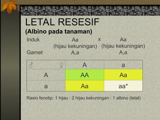 LETAL RESESIF
(Albino pada tanaman)
♂ ♀ A a
A AA Aa
a Aa aa*
Rasio fenotip: 1 hijau : 2 hijau kekuningan : 1 albino (letal)
Induk
Gamet
Aa
(hijau kekuningan)
A,a
Aa
(hijau kekuningan)
A,a
x
 