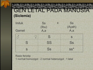 GEN LETAL PADA MANUSIA
(Siclemia)
Rasio fenotip
1 normal homozigot : 2 normal heterozigot : 1 letal
♂ ♀ S s
S SS Ss
s Ss ss*
Induk
Gamet
Ss
(Ibu)
A,a
Ss
(Ayah)
A,a
x
 