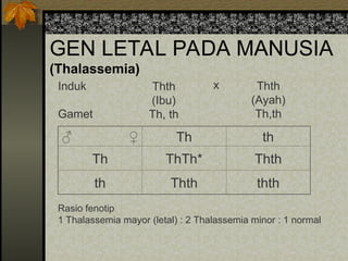 GEN LETAL PADA MANUSIA
(Thalassemia)
Rasio fenotip
1 Thalassemia mayor (letal) : 2 Thalassemia minor : 1 normal
♂ ♀ Th th
Th ThTh* Thth
th Thth thth
Induk
Gamet
Thth
(Ibu)
Th, th
Thth
(Ayah)
Th,th
x
 