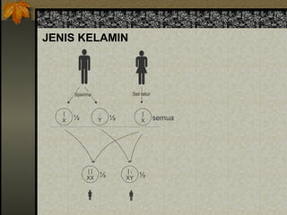 JENIS KELAMIN
 
|
X
|
Y
|
X
Sperma Sel telur
½ ½ semua
| |
XX ½
| |
XY ½


 