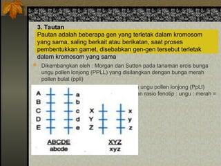 3. Tautan
Pautan adalah beberapa gen yang terletak dalam kromosom
yang sama, saling berkait atau berikatan, saat proses
pembentukkan gamet, disebabkan gen-gen tersebut terletak
dalam kromosom yang sama
 Dikembangkan oleh : Morgan dan Sutton pada tanaman ercis bunga
ungu pollen lonjong (PPLL) yang disilangkan dengan bunga merah
pollen bulat (ppll)
 Hasil temuannya pada F1 adalah bunga ungu pollen lonjong (PpLl)
Hasil temuan pada F2 ternyata dihasilkan rasio fenotip : ungu : merah =
3 : 1
 