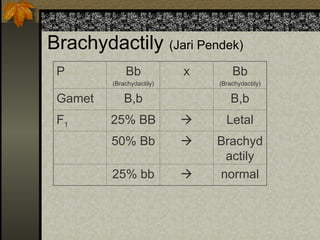 Brachydactily (Jari Pendek)
P Bb
(Brachydactily)
x Bb
(Brachydactily)
Gamet B,b B,b
F1 25% BB  Letal
50% Bb  Brachyd
actily
25% bb  normal
 