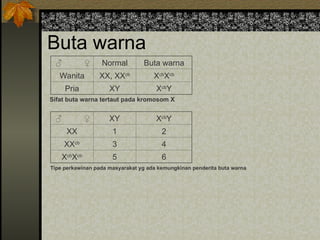 Buta warna
♂ ♀ Normal Buta warna
Wanita XX, XXcb
Xcb
Xcb
Pria XY Xcb
Y
Sifat buta warna tertaut pada kromosom X
♂ ♀ XY Xcb
Y
XX 1 2
XXcb
3 4
Xcb
Xcb
5 6
Tipe perkawinan pada masyarakat yg ada kemungkinan penderita buta warna
 