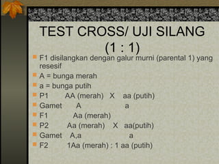 TEST CROSS/ UJI SILANG
(1 : 1)
 F1 disilangkan dengan galur murni (parental 1) yang
resesif
 A = bunga merah
 a = bunga putih
 P1 AA (merah) X aa (putih)
 Gamet A a
 F1 Aa (merah)
 P2 Aa (merah) X aa(putih)
 Gamet A,a a
 F2 1Aa (merah) : 1 aa (putih)
 