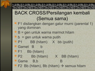 BACK CROSS/Persilangan kembali
(Semua sama)
 F1 disilangkan dengan galur murni (parental 1)
yang dominan
 B = gen untuk warna marmot hitam
 b = gen untuk warna putih
 P1 BB (hitam) X bb (putih)
 Gamet B b
 F1 Bb (hitam)
 P2 Bb (hitam) X BB (hitam)
 Game B,b B
 F2 Bb (hitam), Bb (hitam)  semua hitam
 